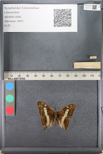 Media type: image;   Entomology 141131